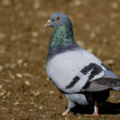 Pigeon biset